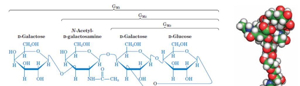 Glycosphingolipids Cerebrosides (monosaccharide attached to ceramide, uncharged)