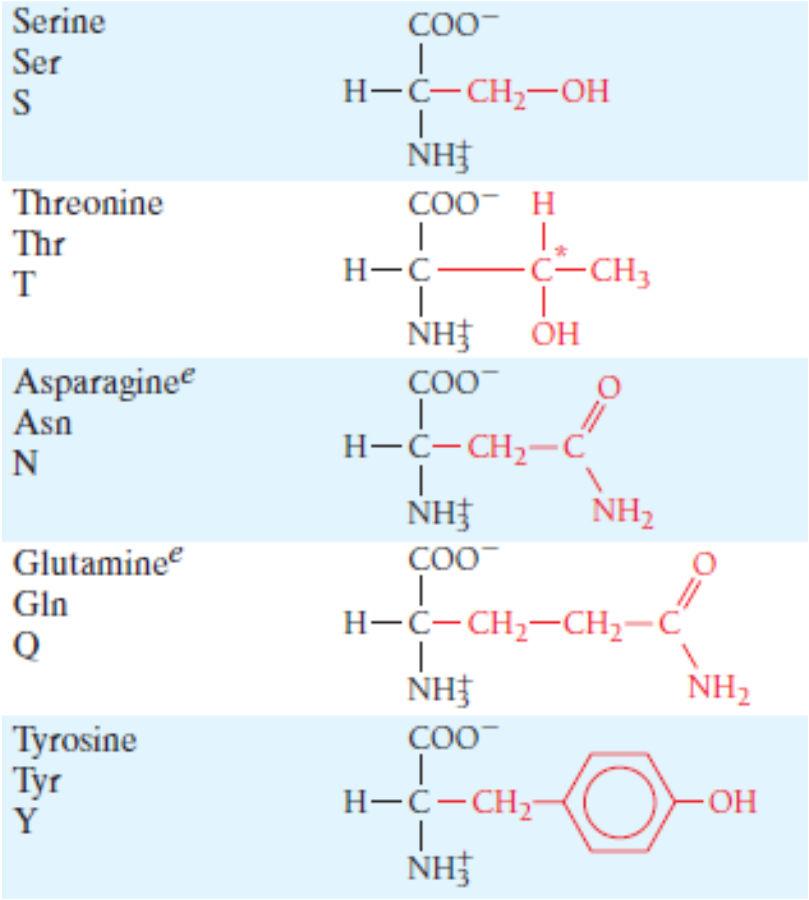 Amino Acids Can H-bond at ph 7: Asp, Glu, Arg, Lys, Ser, Thr, Asn, Gln, Tyr, His,