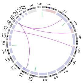 Spectrum of genomic rearrangements across 14 cervical