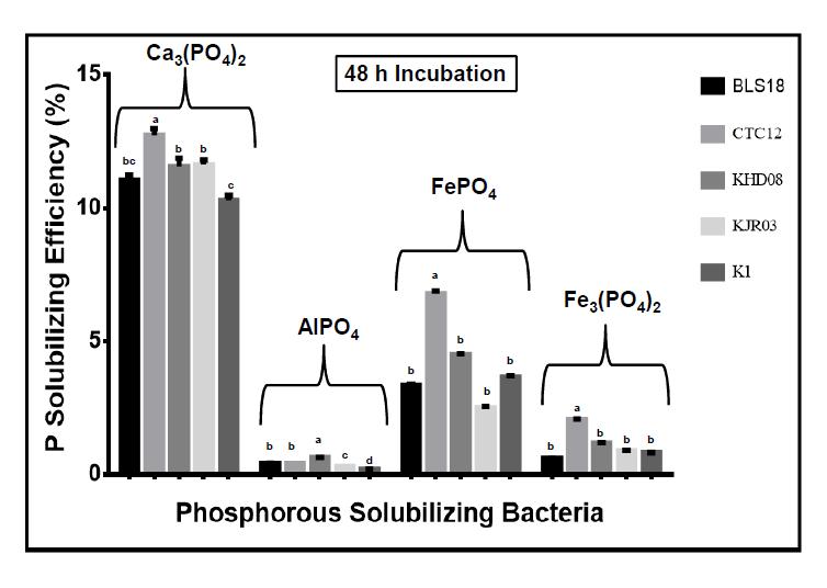 Fig.1 Phosphorous solubilizing efficiency of the bacterial