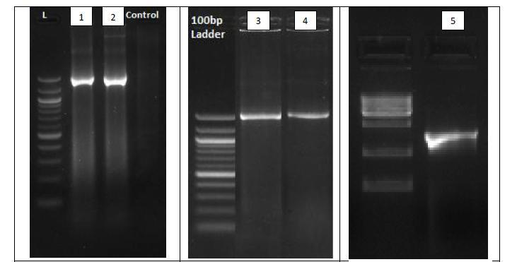 Fig.3 PCR products of 16S rrna genes of the five PSB isolates (Lane 1 BLS18, Lane 2 KHD08, Lane 3 CTC12, Lane 4 KJR03 and Lane 5 K1).
