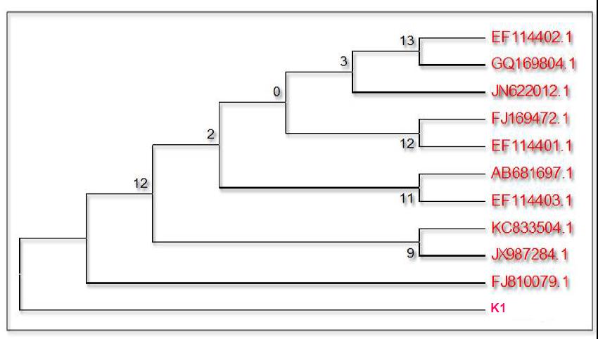 Fig.5 Phylogenetic tree of strain K1, constructed using MEGA4 Fig.