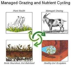 Nature s recycling miracle Pasture with cows-urine/excreta cycled 3