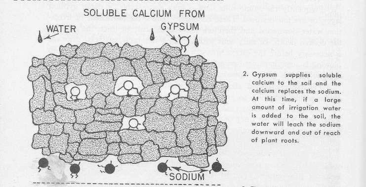 The sodium in a sodic soil must be replaced with another
