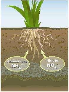 Total nitrogen is an indication of what reserves may be held in the soil and with good management some of this might be available for our crops.