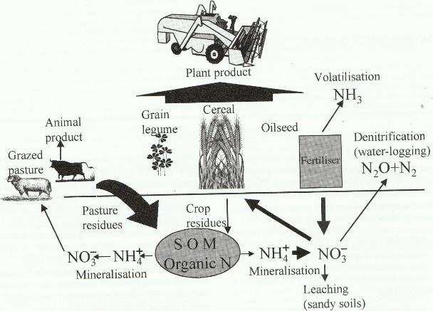 Principle pathways of nitrogen cycling in cropping