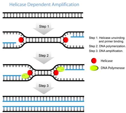 Sigma 42 Project Core Technologies: Helicase Dependent Amplification (HDA) thda mimics nature s method of replicating DNA by using helicase (± ssbp) to denature the DNA at a constant temperature of