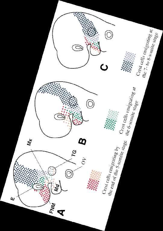 Schematic illustration showing the distribution patterns of neural crest cells originated from the anterior midbrain (A), posterior midbrain (B),