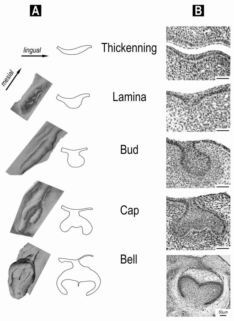 Stages of tooth development shown in the cheek region of the prenatal mouse mandible. (A) 3D reconstructions document the spatial arrangement of the dental and adjacent oral epithelium.