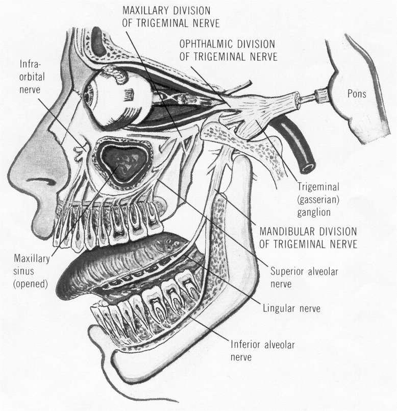 The trigeminal (fifth cranial) nerve consists of large sensory branches and a small motor branch.