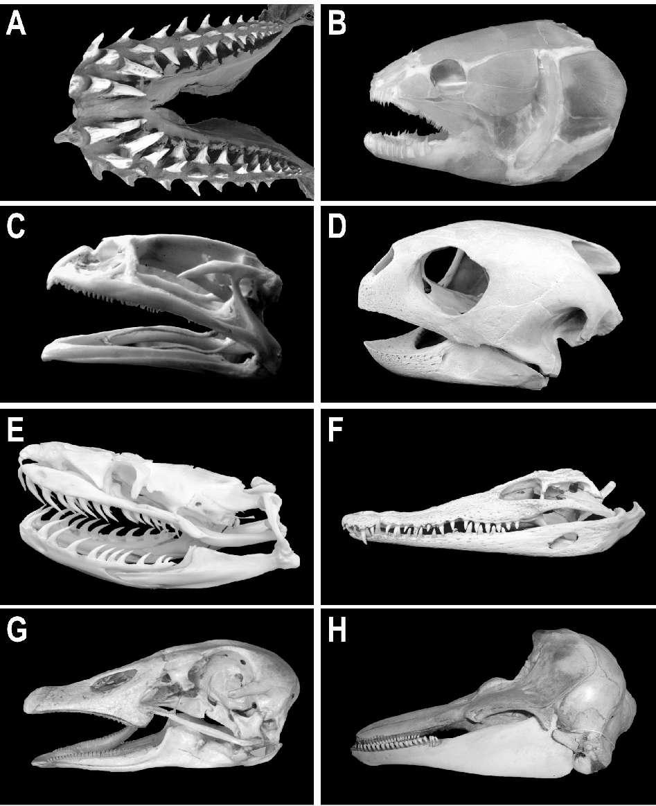 Variability of jaws in vertebrates.