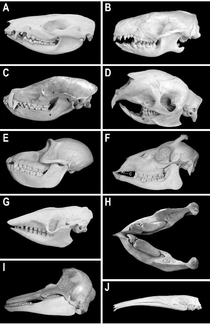 Variability of dentition in mammals.