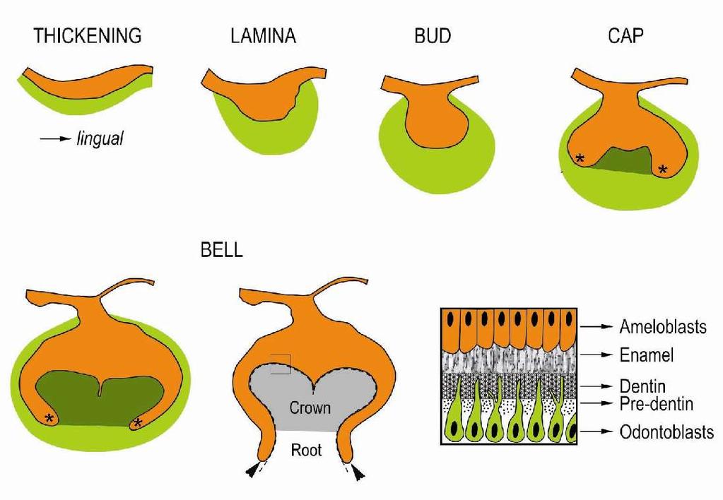 The sequence of morphological stages which characterize tooth development. The shape of the dental epithelium on frontal sections is shown in orange, dental mesenchyme in green.