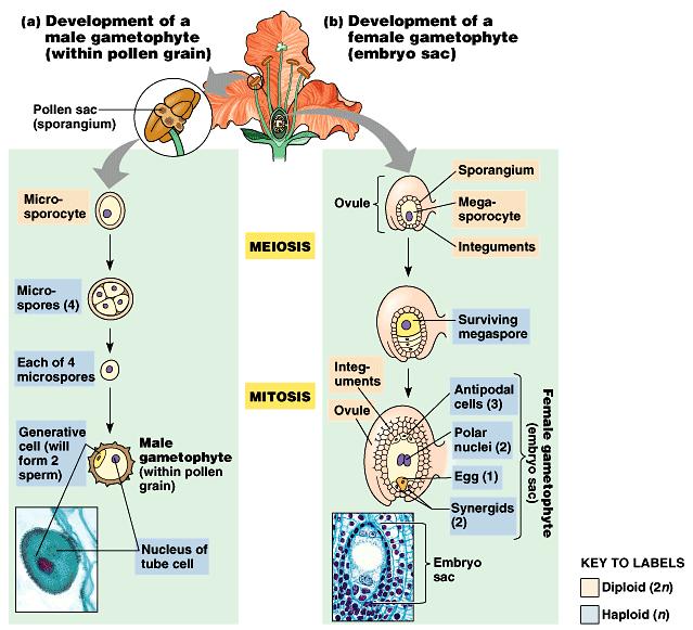 The development of angiosperm