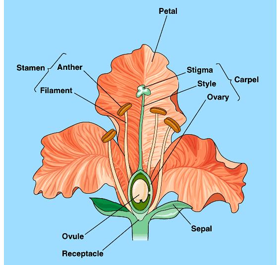 The four kinds of floral organs are the sepals, petals, stamens, and