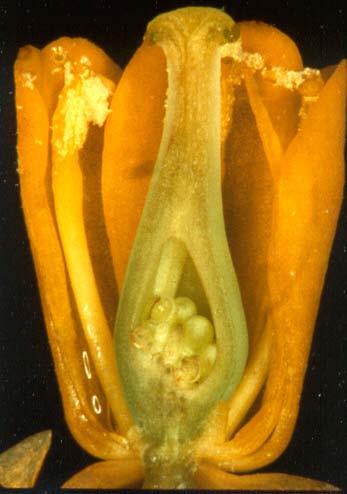 Parts of flower Female u carpels = female reproductive organs u tip = stigma u slender neck = style u base = ovary u
