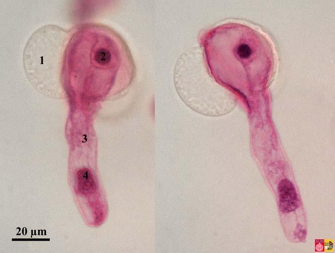 Pollen tube growth grow down style to ovule path for sperm nuclei 1.