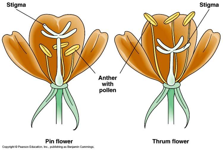 Preventing self-pollination Various mechanisms stamens & carpels may mature at different times arranged so that animal