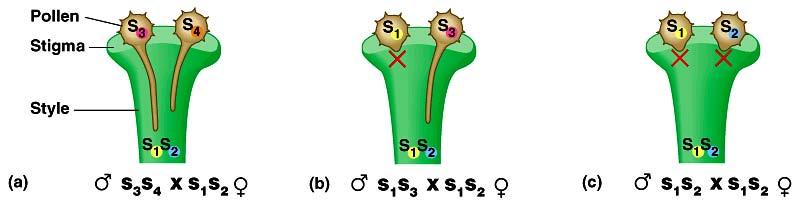 Preventing self-fertilization This model involves the S allele u pollen (male) with same