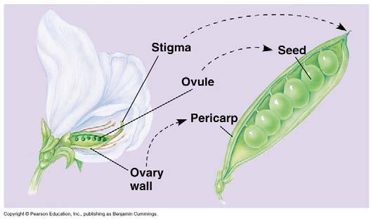Fruit Fruit is a mature ovary u seeds develop from ovules u wall of ovary
