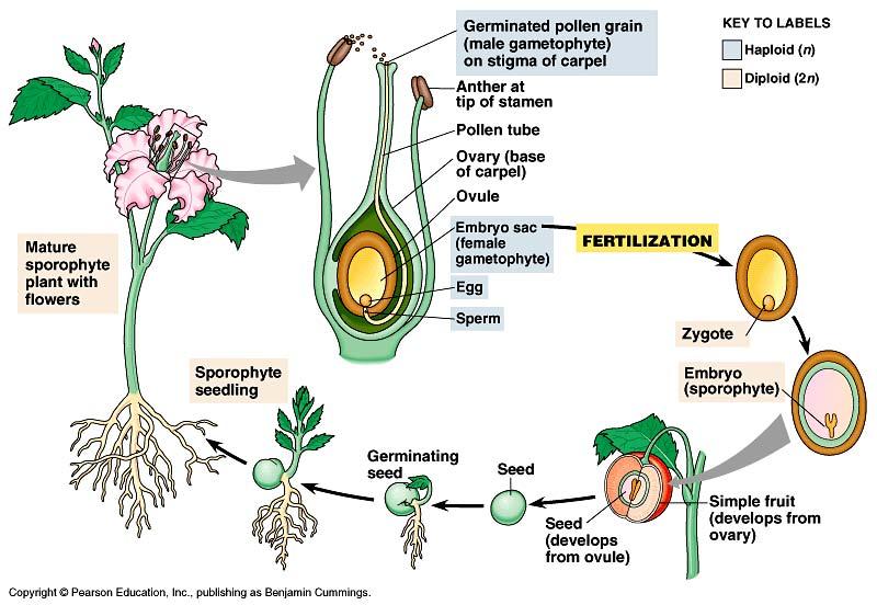 Male & female parts of flower pollen = male gametophyte (1n)