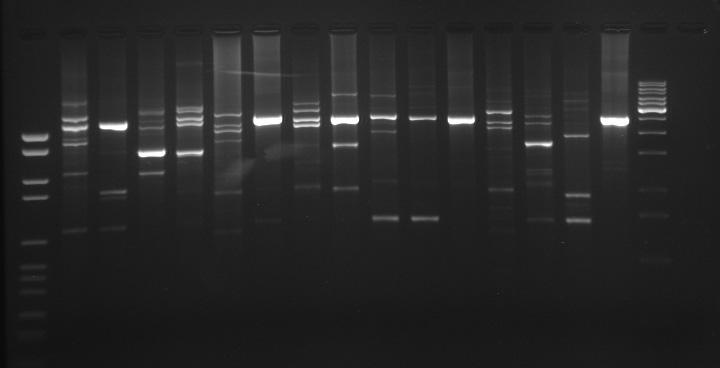 RAPD-PCR H.