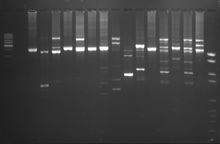 ( C) MgCl 2 (fermentas) dntp (Roche) Taq polymerase (fermentas) (). u MgCl 2 DNA.