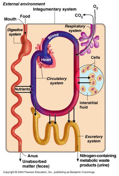 Organ Systems Interrelationships Nutrients and oxygen are distributed by the blood Metabolic wastes are eliminated by the urinary and respiratory systems Figure 1.