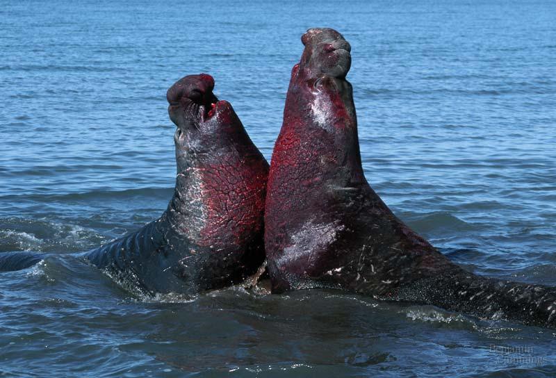 Androgens, such as testosterone, trigger the development of male characteristics In male elephant seals,