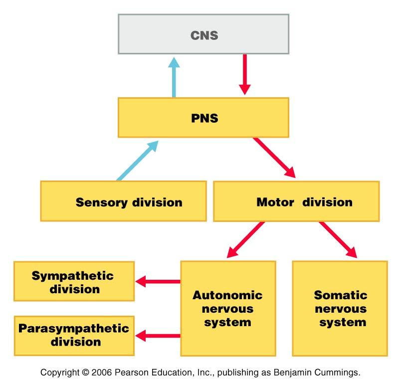 PNS in the Nervous System Figure 13.