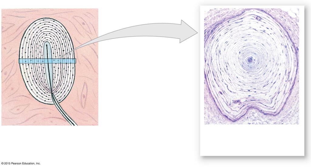 cells (specialized fibroblasts) Concentric layers (lamellae) of collagen