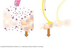 Fig. -6 Hormone Stimulus Hormone Signal travels everywhere via the bloodstream.