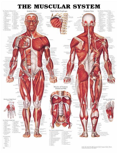 Muscular system Composed of muscles and tendons Allows manipulation of the