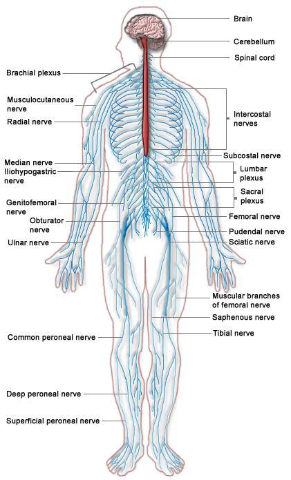 Nervous system Composed of the brain, spinal column, and nerves Is the