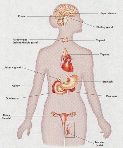 Endocrine System Composed of glands that secrete hormones Pituitary, thyroid, parathyroid, adrenals, thymus, pancreas, pineal, ovaries, and testes.
