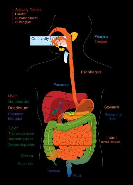 Digestive system Composed of the oral cavity, esophagus, stomach, small intestine, large intestine, rectum, anus, pancreas,