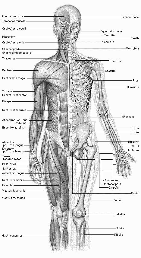 Gross Anatomy Regional all structures in one part of the body (such as the abdomen or leg) Systemic gross