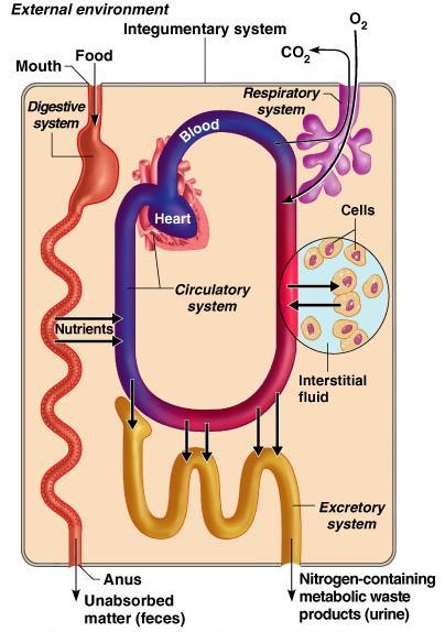 Organ Systems Interrelationships The integumentary system protects the body from the external environment Digestive and respiratory systems, in contact with the external