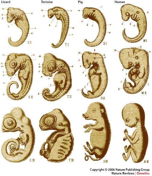 Developmental Anatomy Traces structural changes throughout life Embryology study of developmental