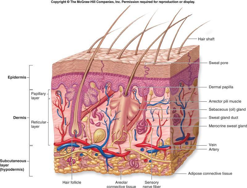 Integumentary system Forms the external body covering Composed of the skin,