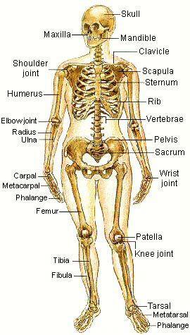 Skeletal system Composed of bone, cartilage, and ligaments [with the joints they make up] Protects