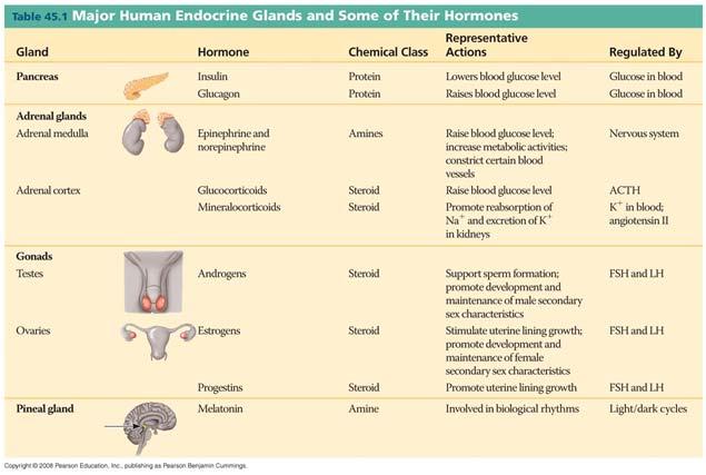 Posterior Pituitary Hormones The two hormones released from the posterior pituitary act directly on nonendocrine tissues Production and release of posterior pituitary hormones Neurosecretory cells of