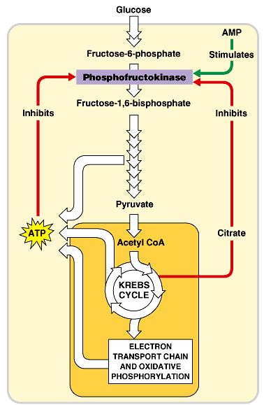 ex: phosphofructokinase catalizes 3 rd glycolysis step high ATP levels enzyme inhibition high ADP/AMP