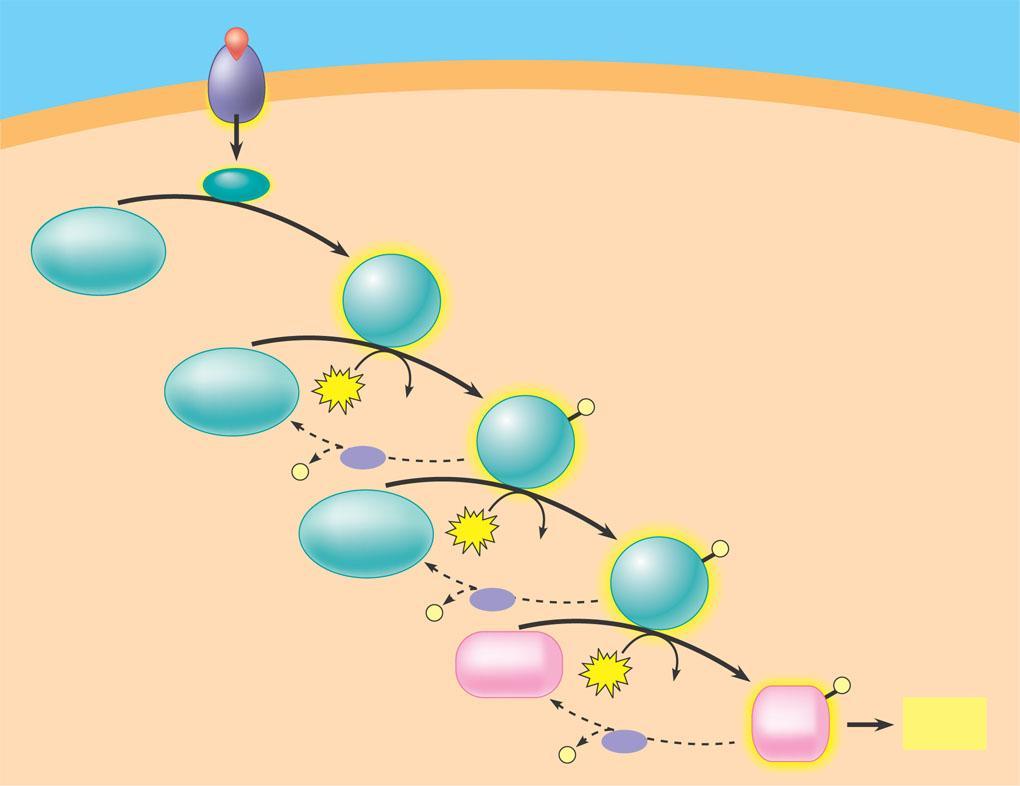 A phosphorylation cascade Signal molecule Receptor Activated relay molecule 1 A relay molecule activates protein kinase 1. Figure 11.