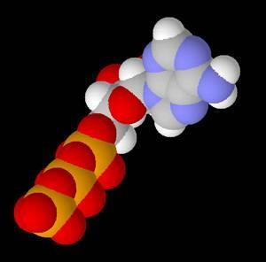 2. Cells recycle the ATP they use for work ATP (adenosine triphosphate): chemical equivalent of a loaded spring. trio of PO - 4 groups are unstable, high-energy.