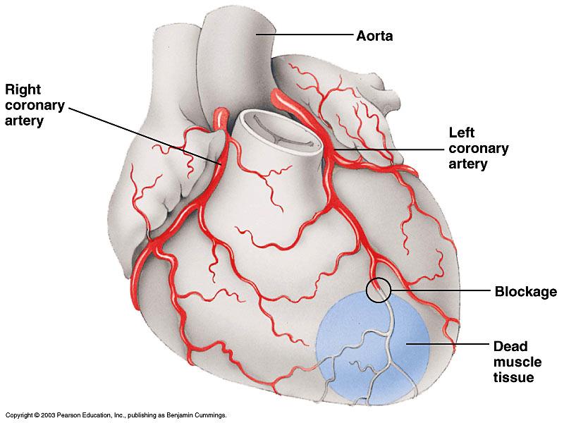 larger coronary veins that enter the right ventricle 4.