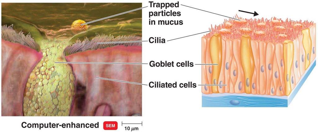 Ciliary escalator: microbes trapped in mucus are transported away from the lungs.