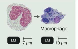 Agranulocytes: Monocytes: are not actively phagocytic until they leave circulating blood and mature