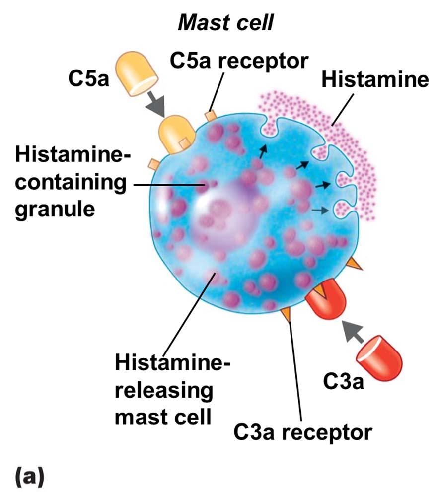 Figure 16.13 Inflammation stimulated by complement.