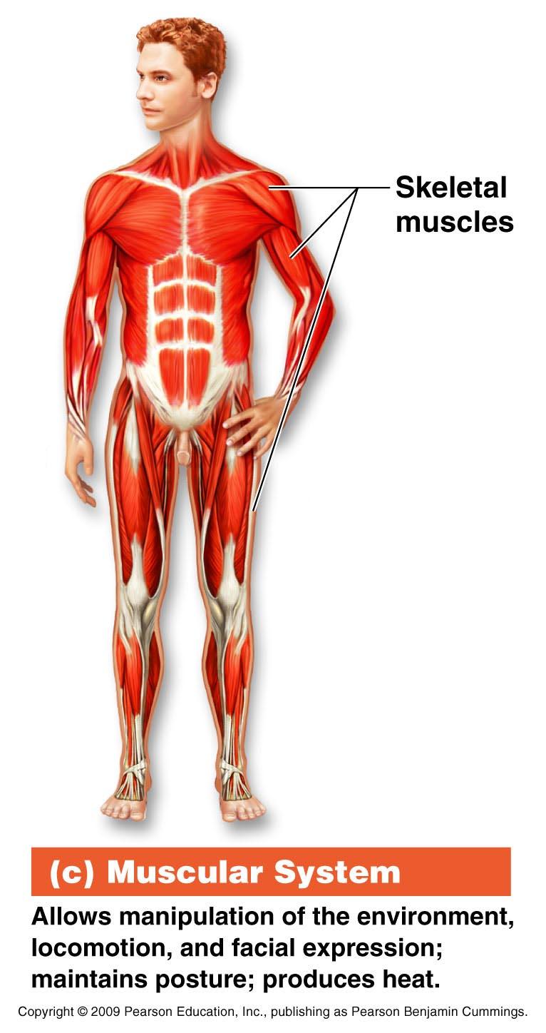 Organ System Overview C. Muscular System 1. Anatomy - skeletal muscles 2.